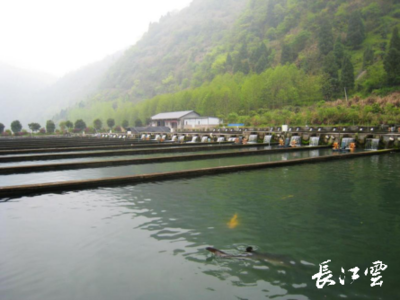 湖北通山縣闖王鎮(zhèn)三步棋“闖”出綠色新天地，推動生態(tài)環(huán)境材料銷售